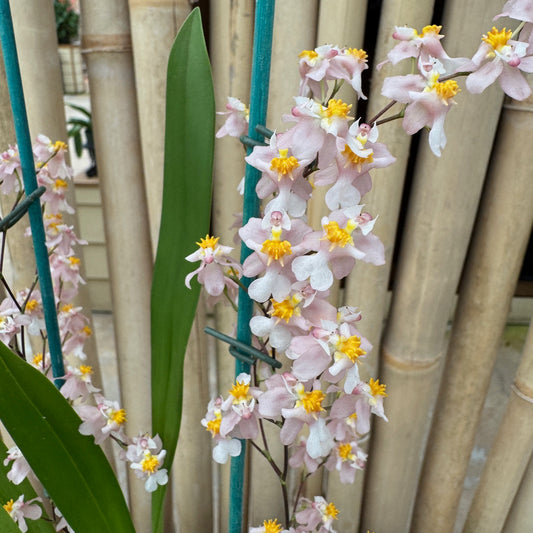 Oncidium Misaki Twinkle Obry  (4" Pot) - Buds