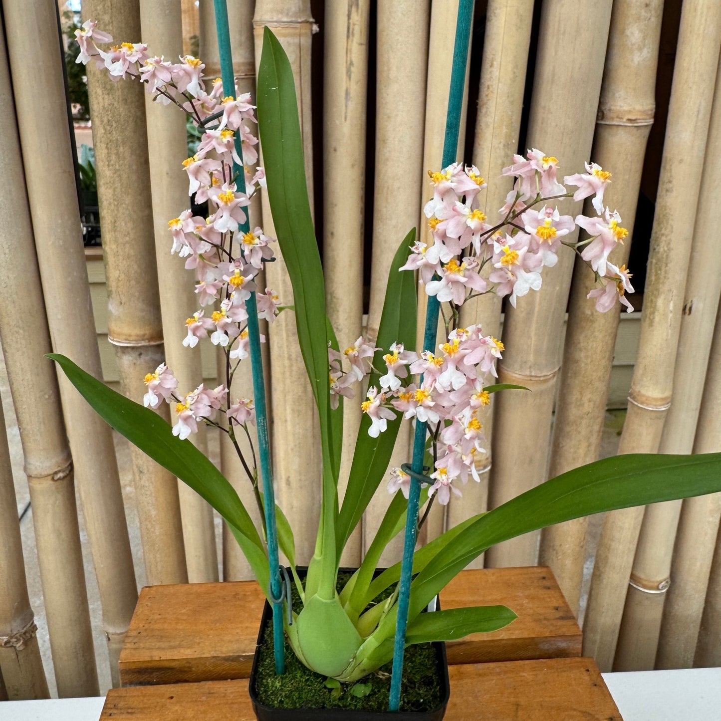Oncidium Misaki Twinkle Obry  (4" Pot) - Buds