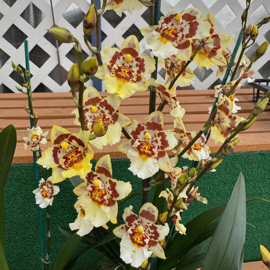 Odontocidium Parquet 'Uptown Girl' (4" Pot) - Buds