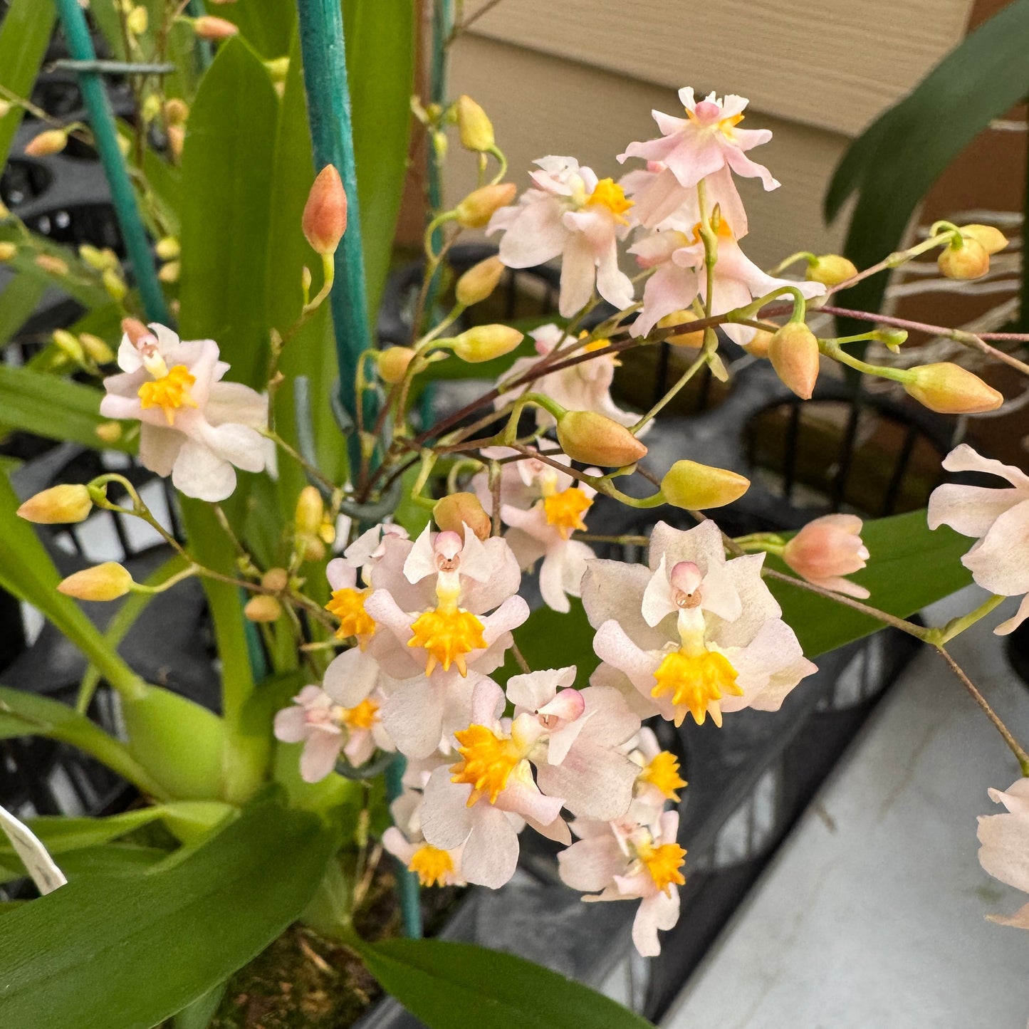 Oncidium Misaki Twinkle Obry  (4" Pot) - Buds
