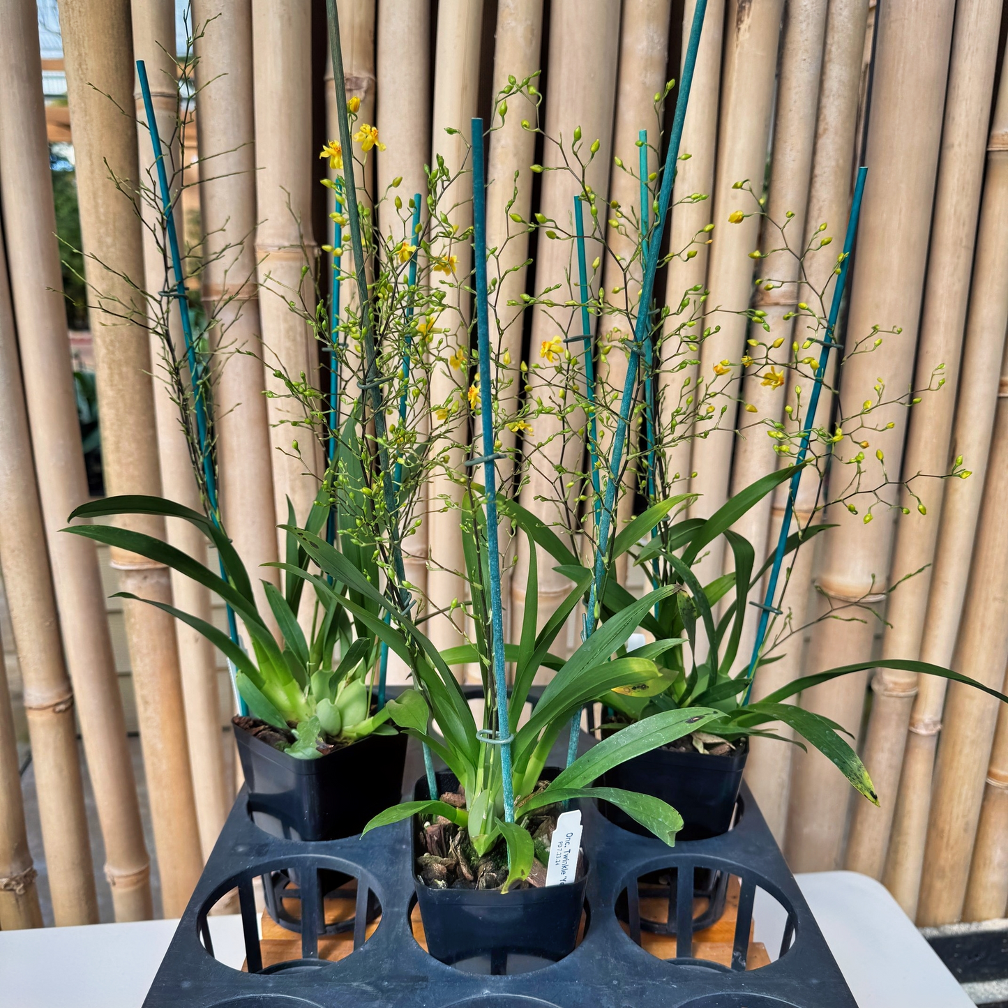 Onc. Twinkle 'Yellow Bird' (4" Pot) -Multi-spiking