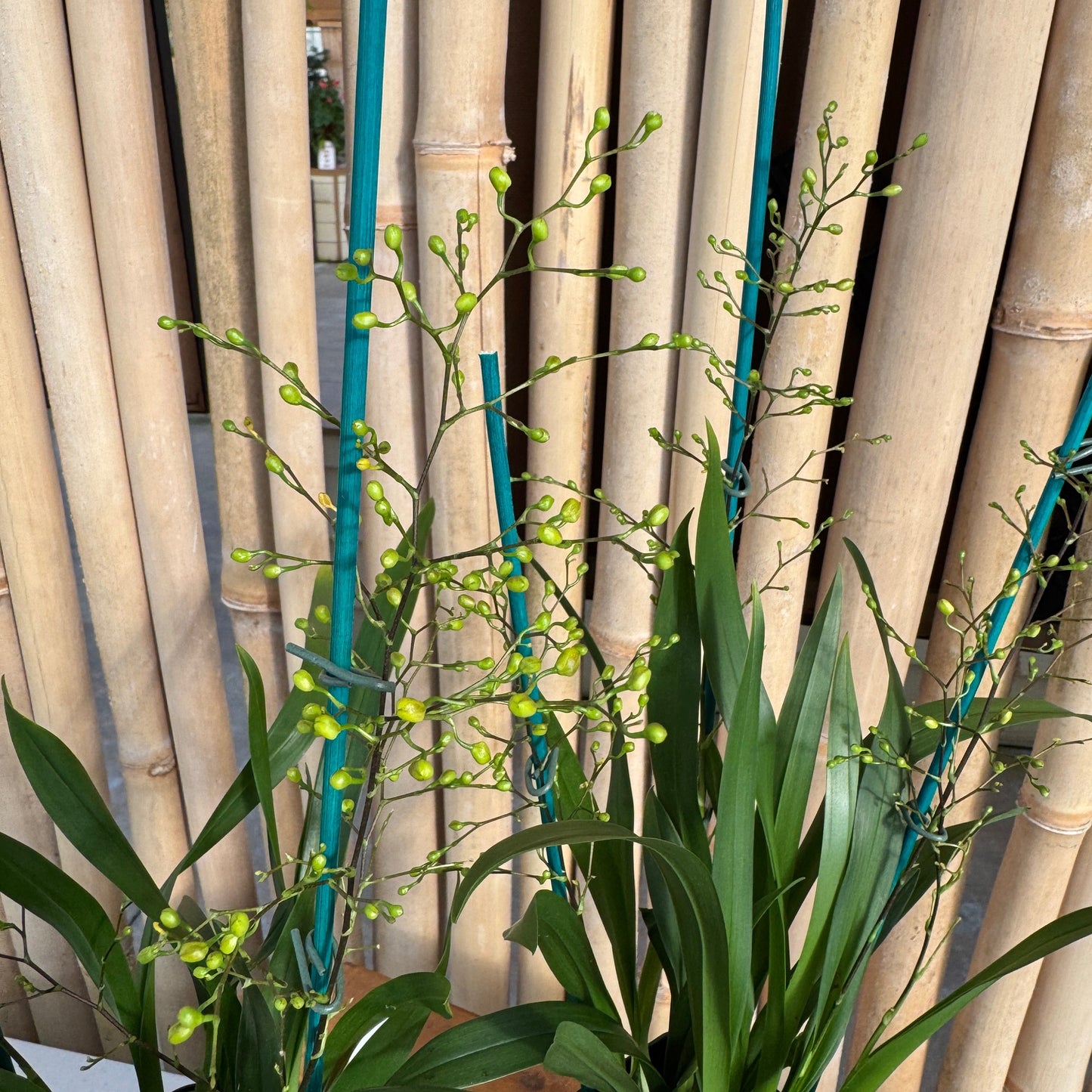 Oncidium Gold Dust (4" Pot) - Multi-spiking