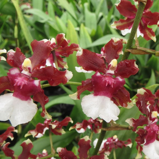 Oncidium Aka Baby 'Raspberry Chocolate' (Fragrant) - 4" Pot