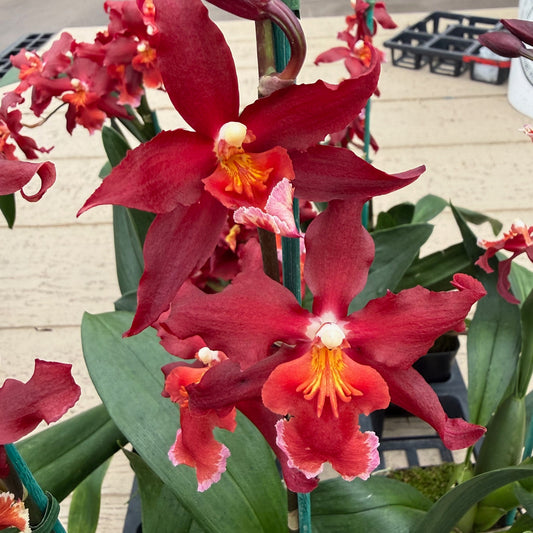 Onc. Aloha Kapoho - (4" Pot) - Buds