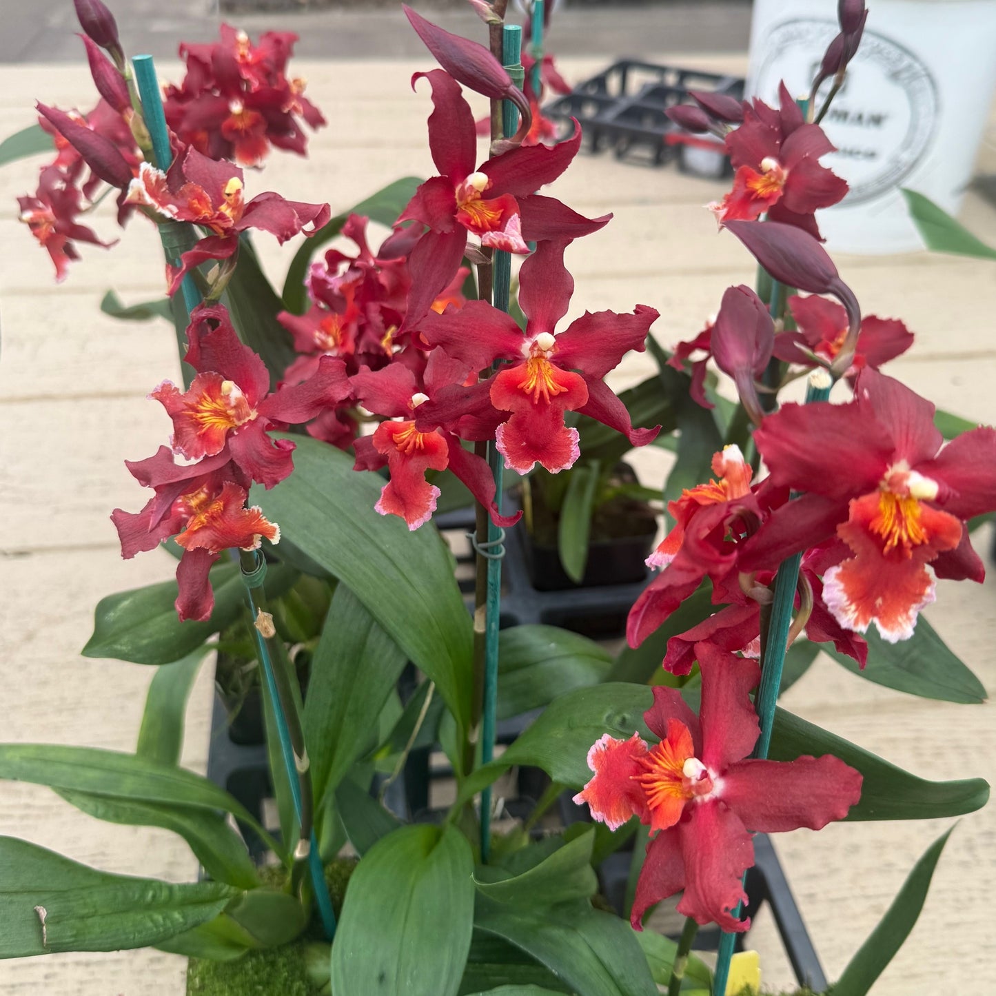 Onc. Aloha Kapoho - (4" Pot) - Buds