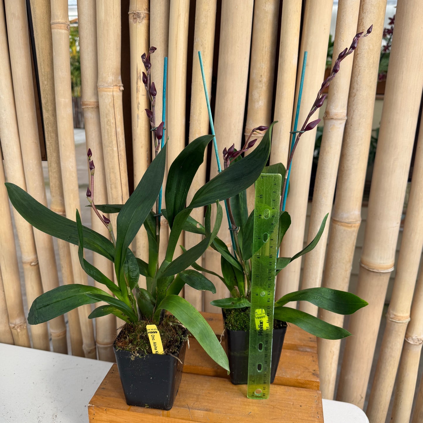 Onc. Aloha Kapoho - (4" Pot) - Buds