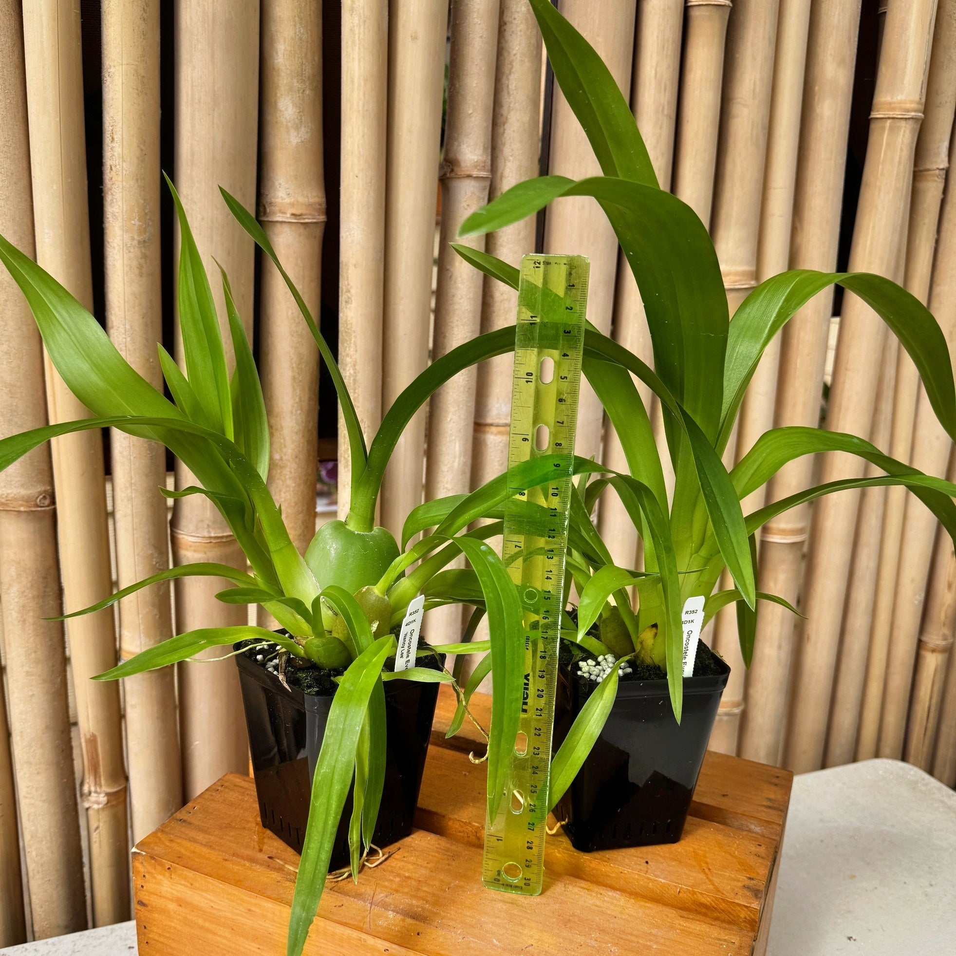 Ons. Everglades Elegance 'Nancy Lee' (4