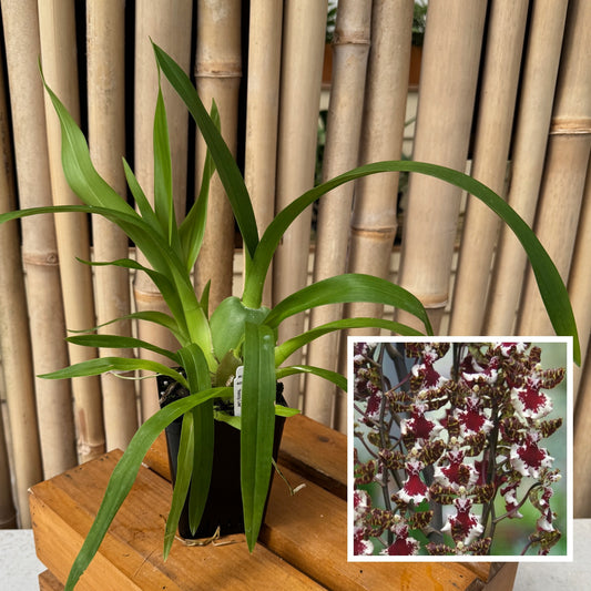 Ons. Everglades Elegance 'Nancy Lee' (4" Pot) -  Not Blooming