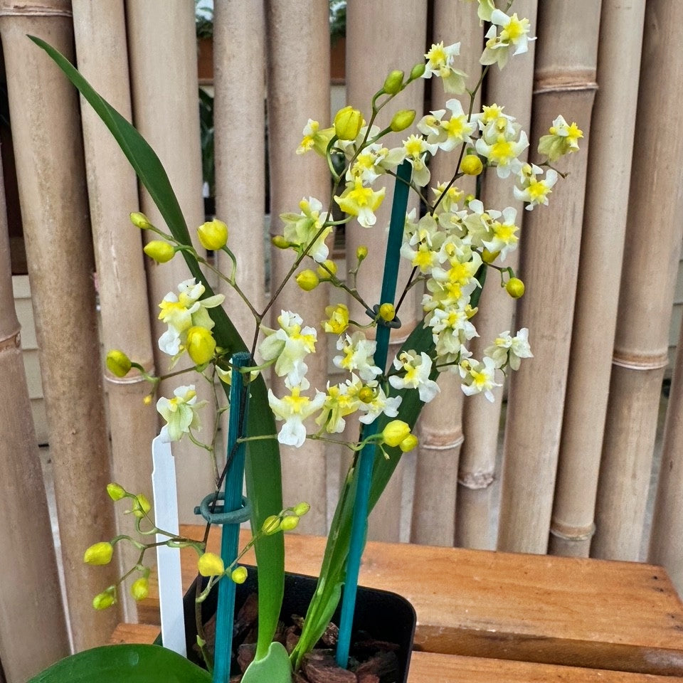 Oncidium Gold Dust (4" Pot) - First blooms