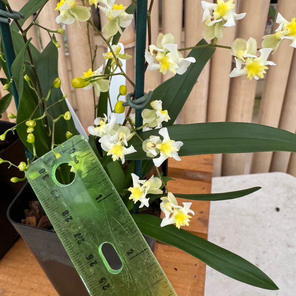 Oncidium Gold Dust (4" Pot) - First blooms