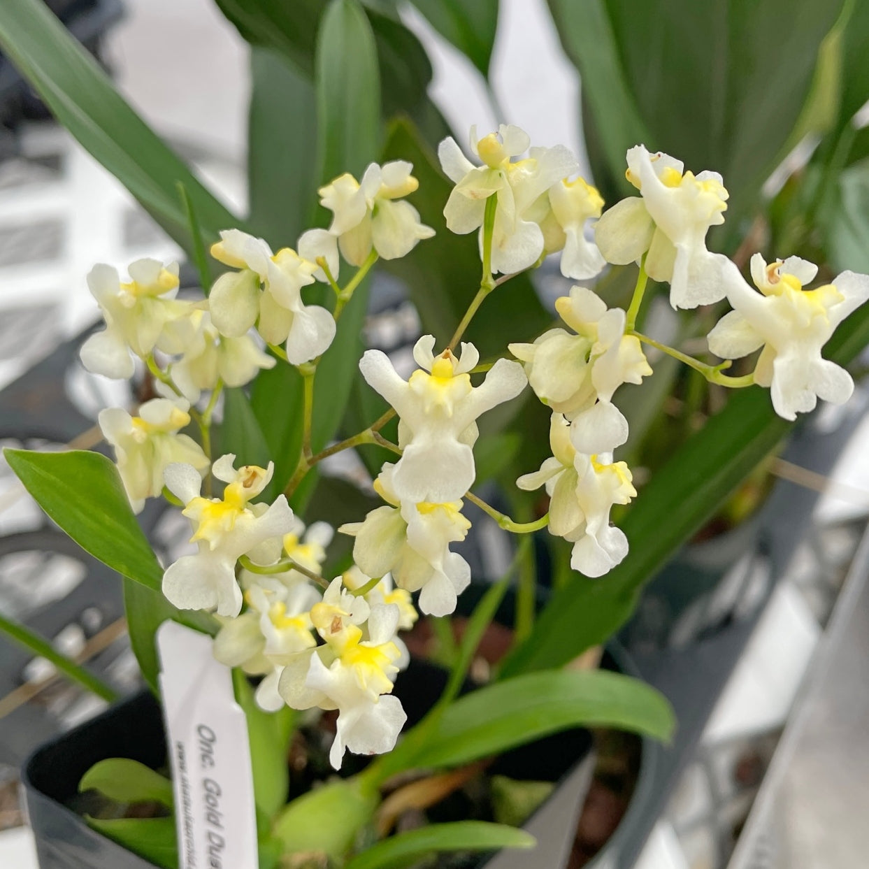 Oncidium Gold Dust (4" Pot) - Multi-spiking