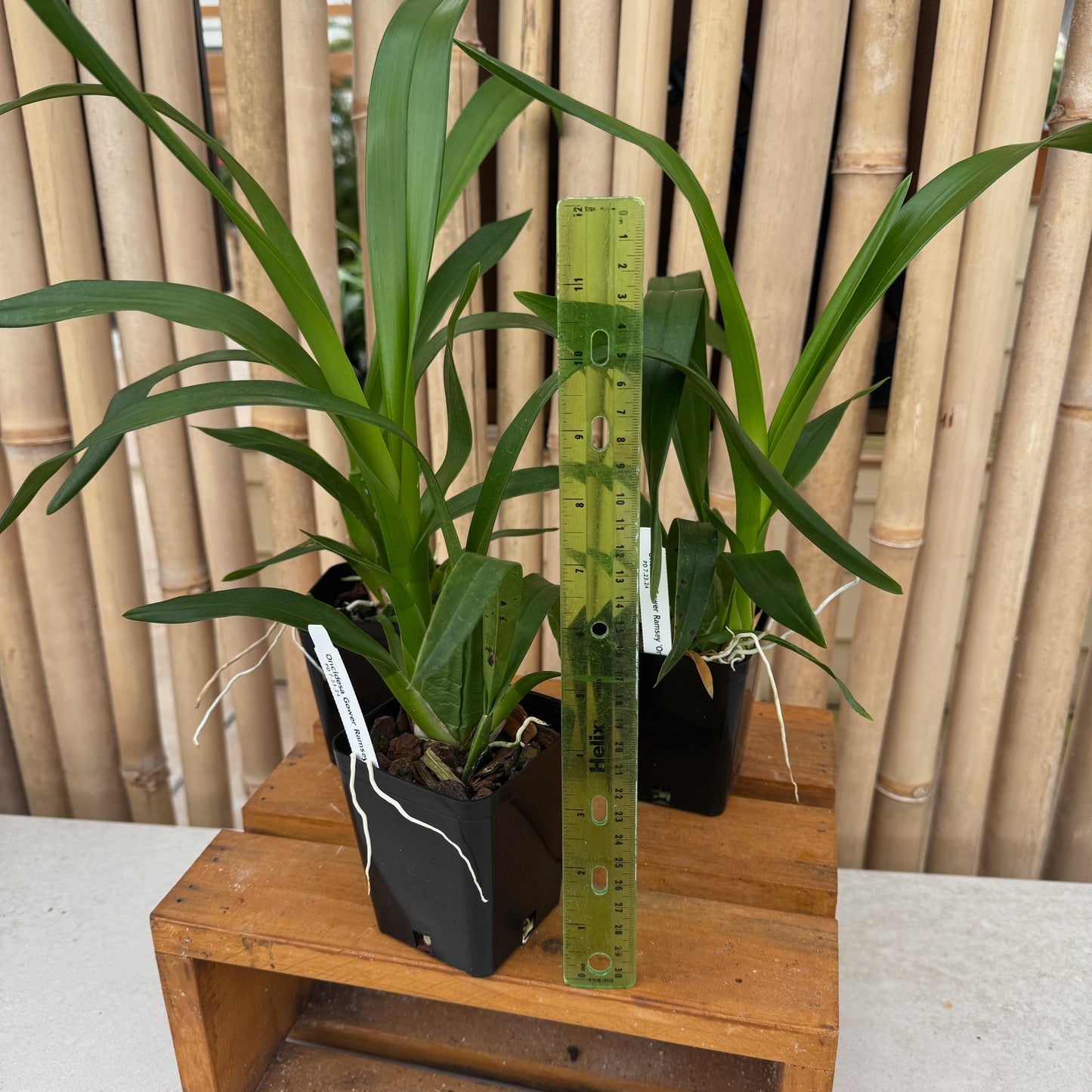 Oncidesa Gower Ramsey 'Orange Delight' (Not Blooming)