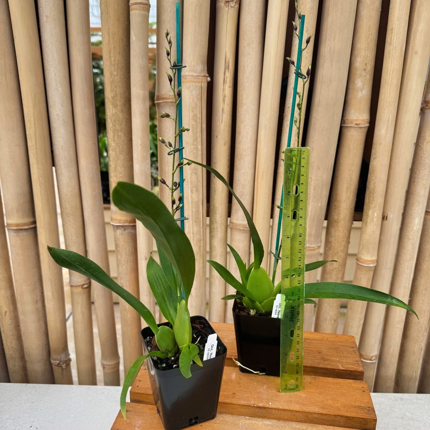 Onc. Heaven Scent 'Redolence' (Chocolate Orchid) - First Bloom