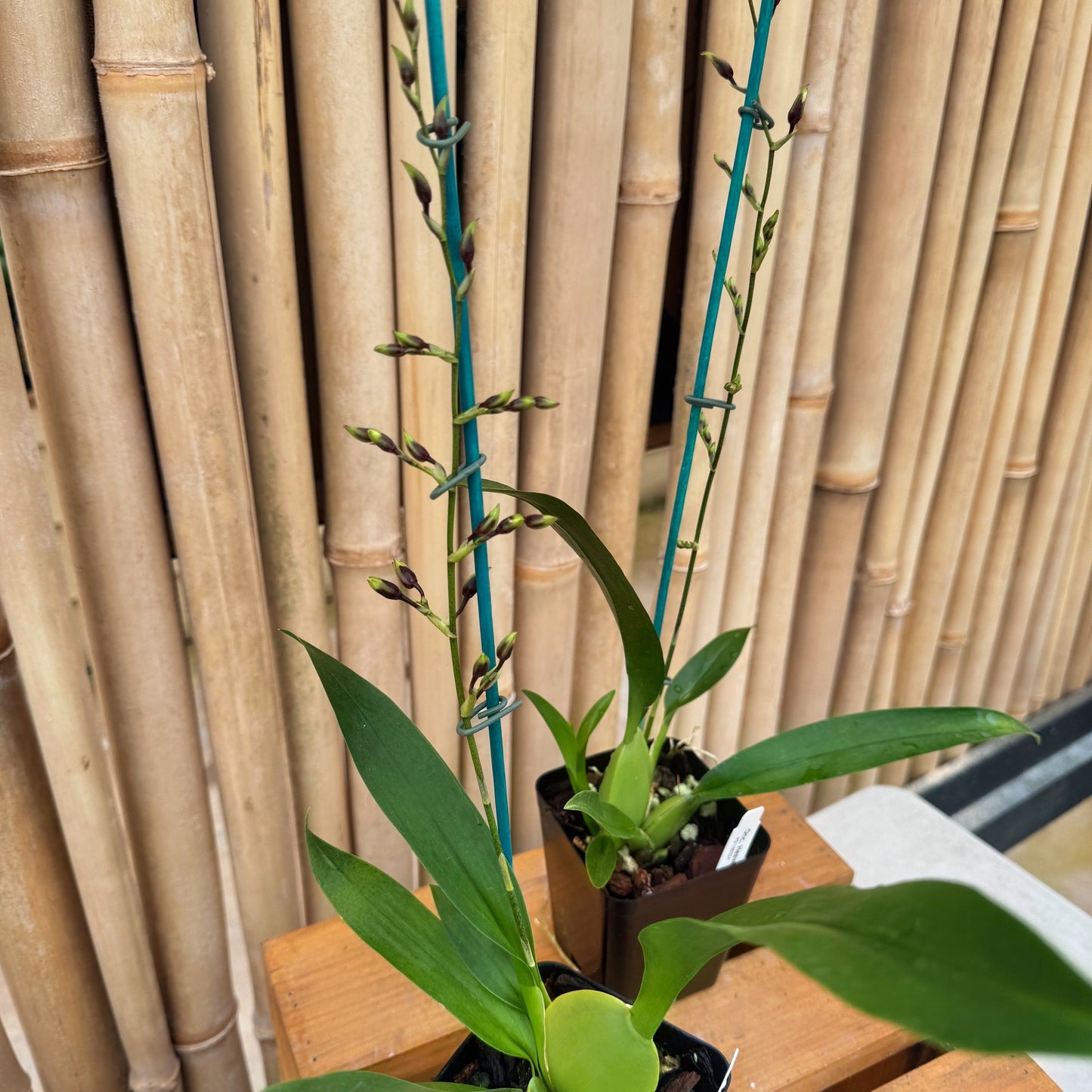 Onc. Heaven Scent 'Redolence' (Chocolate Orchid) - First Bloom