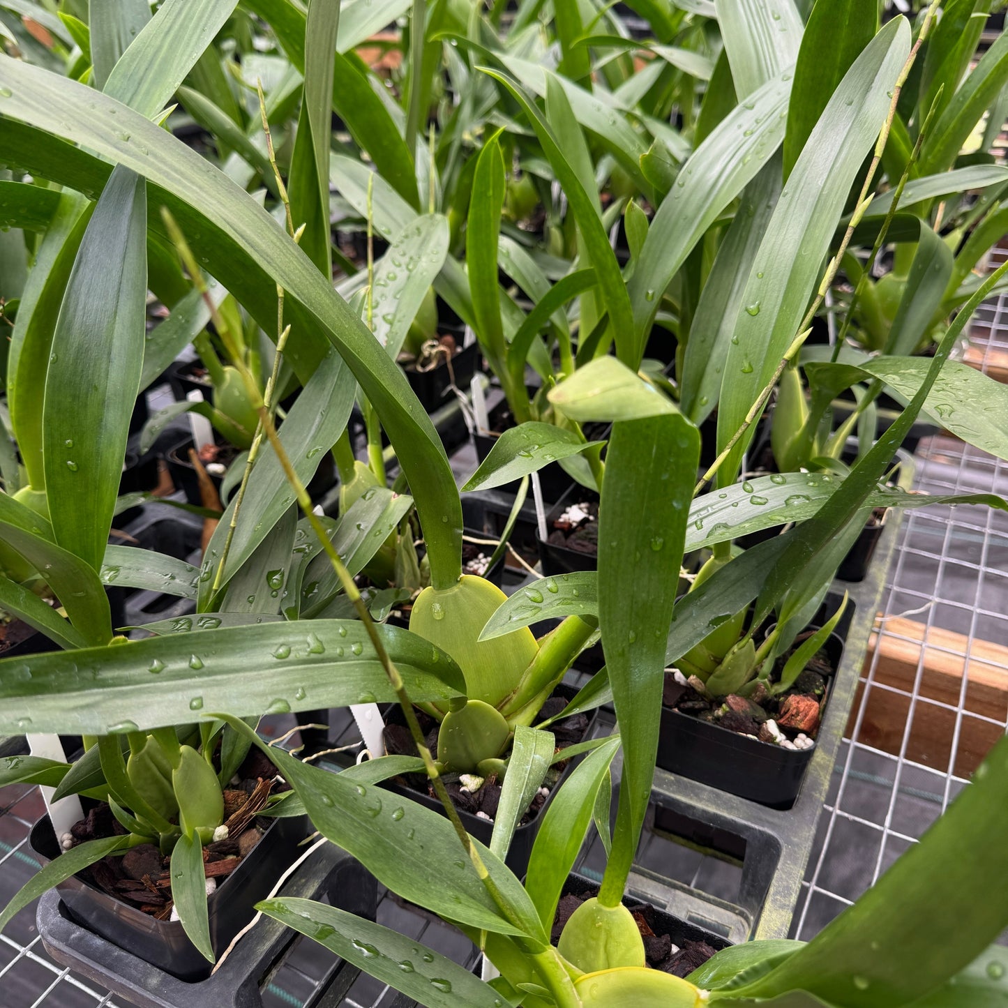 Onc. Heaven Scent 'Redolence' (Chocolate Orchid) - First Bloom
