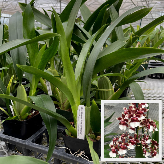 Onc. Heaven Scent 'Redolence' (4" Pot)--Chocolate Scent! - NB