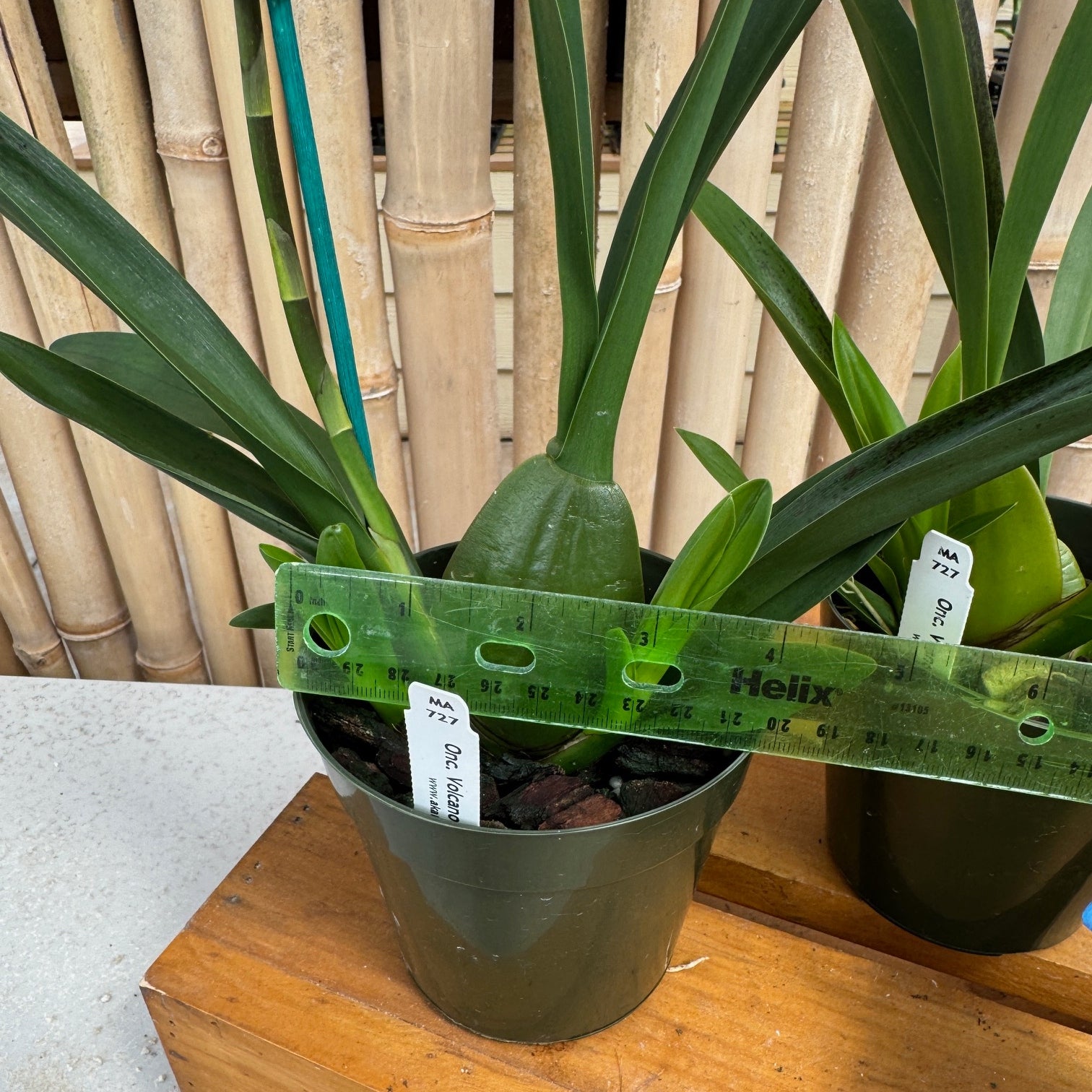Onc. Volcano Midnight 'Volcano Queen' – Akatsuka Orchid Gardens