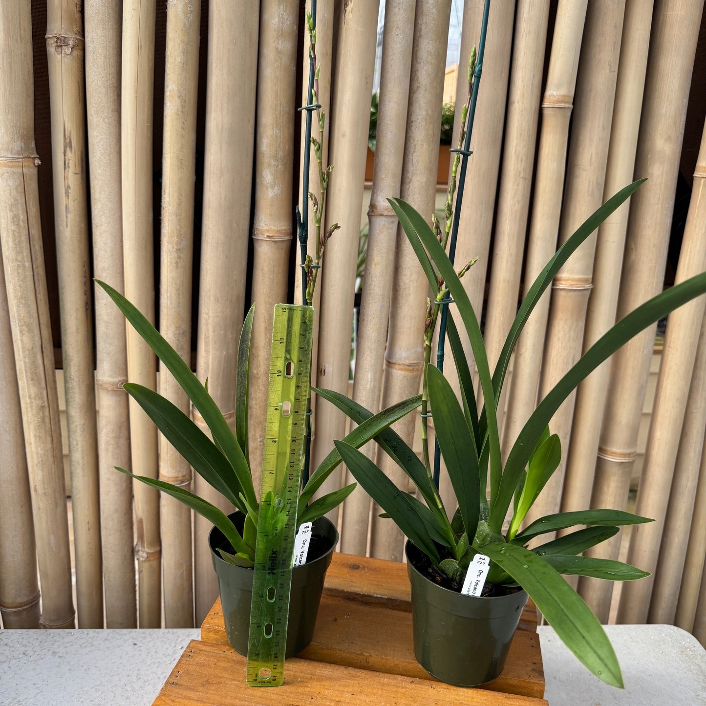 Onc. Volcano Midnight 'Volcano Queen'