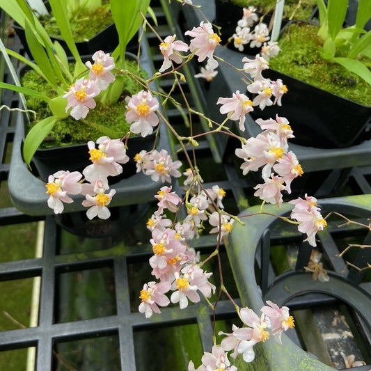 Oncidium Misaki Twinkle Obry  (4" Pot) - Buds