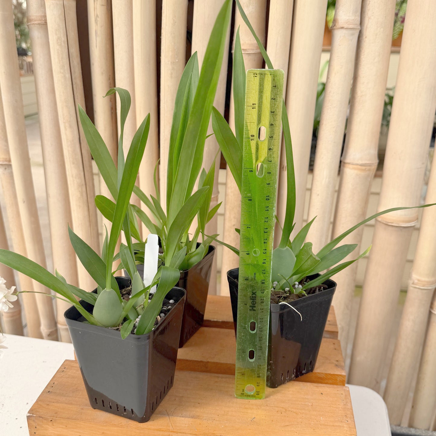 Oncidium Misaki Twinkle Obry  (4" Pot) - Not Blooming