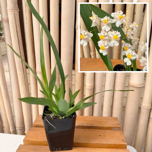 Oncidium Misaki Twinkle Obry  (4" Pot) - Not Blooming