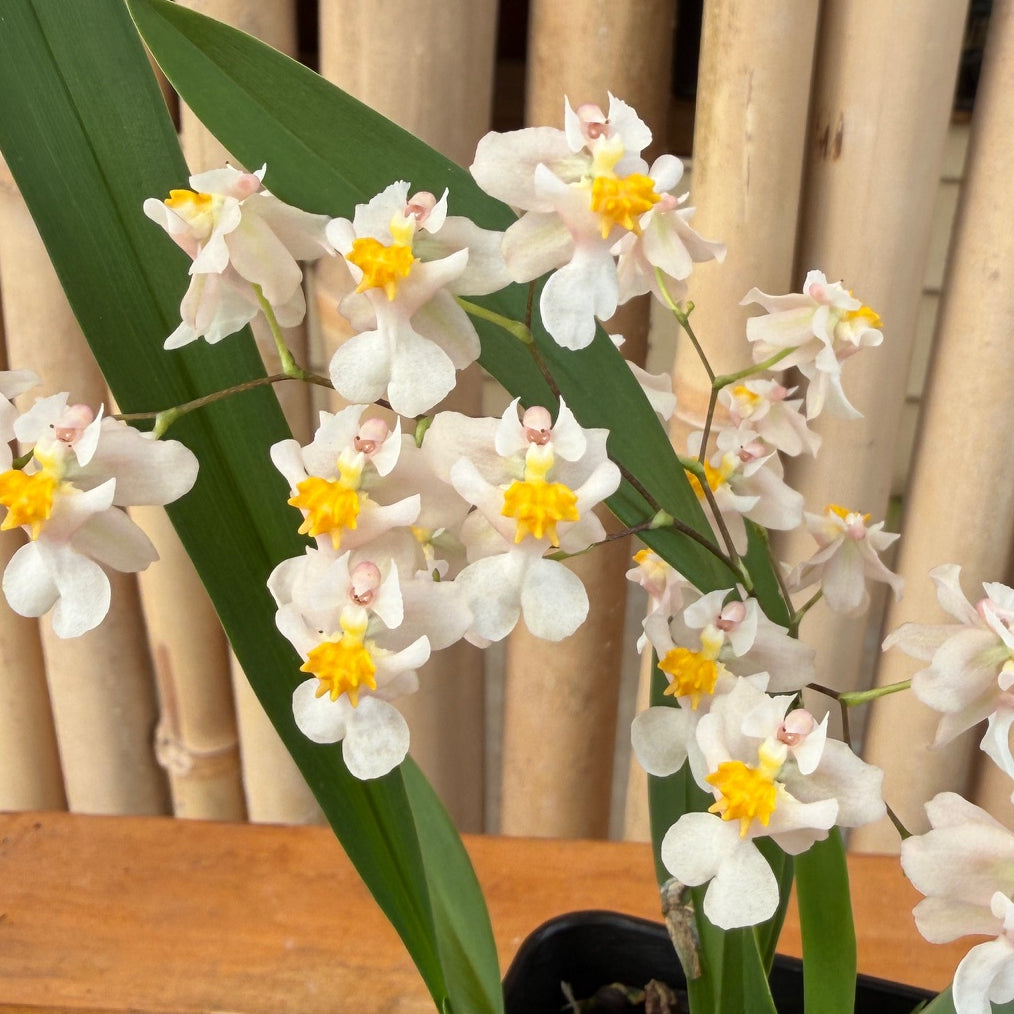 Oncidium Misaki Twinkle Obry  (4" Pot) - Not Blooming