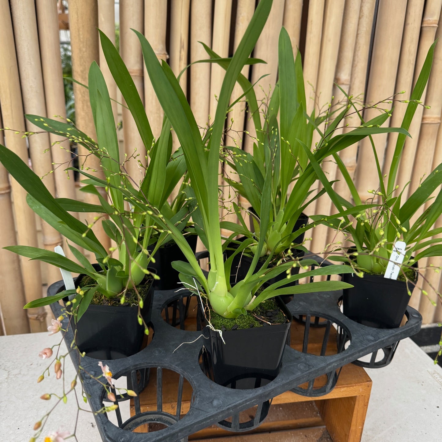 Oncidium Misaki Twinkle Obry  (4" Pot) - Buds