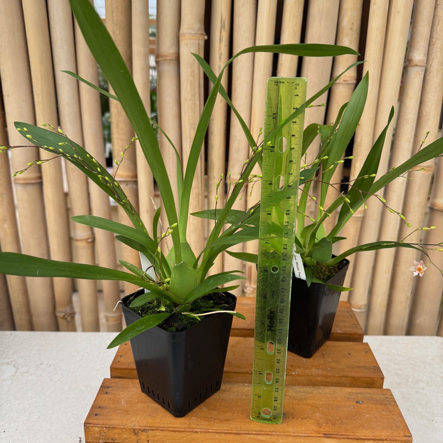 Oncidium Misaki Twinkle Obry  (4" Pot) - Buds