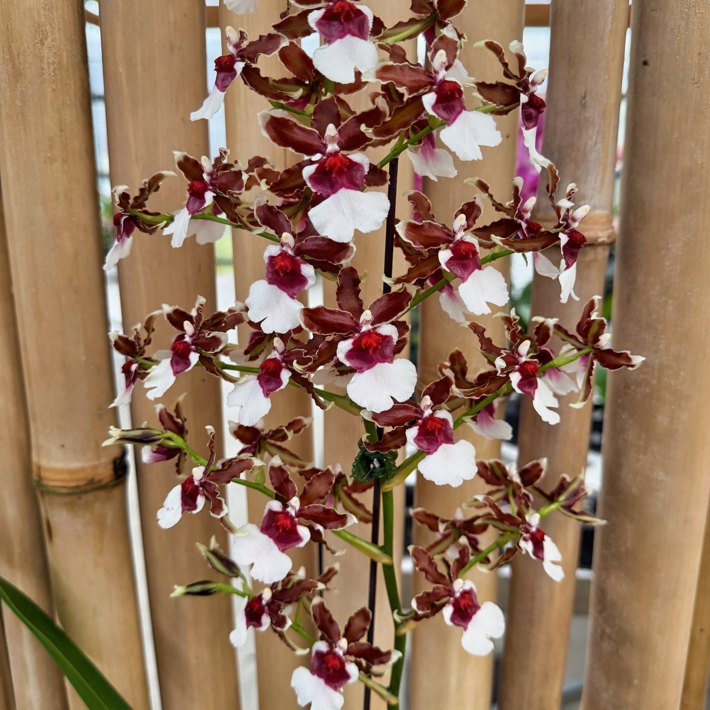 Onc. Pacific Pagan 'Kilauea' (4" Pot) - Buds