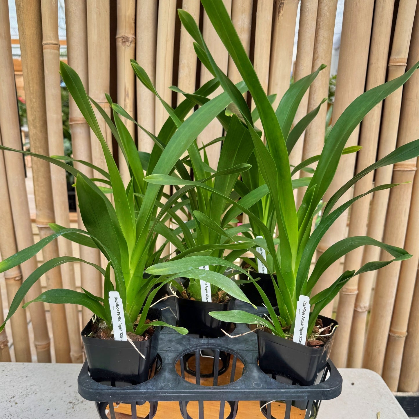 Onc. Pacific Pagan 'Kilauea' (Not Blooming)--Fragrant