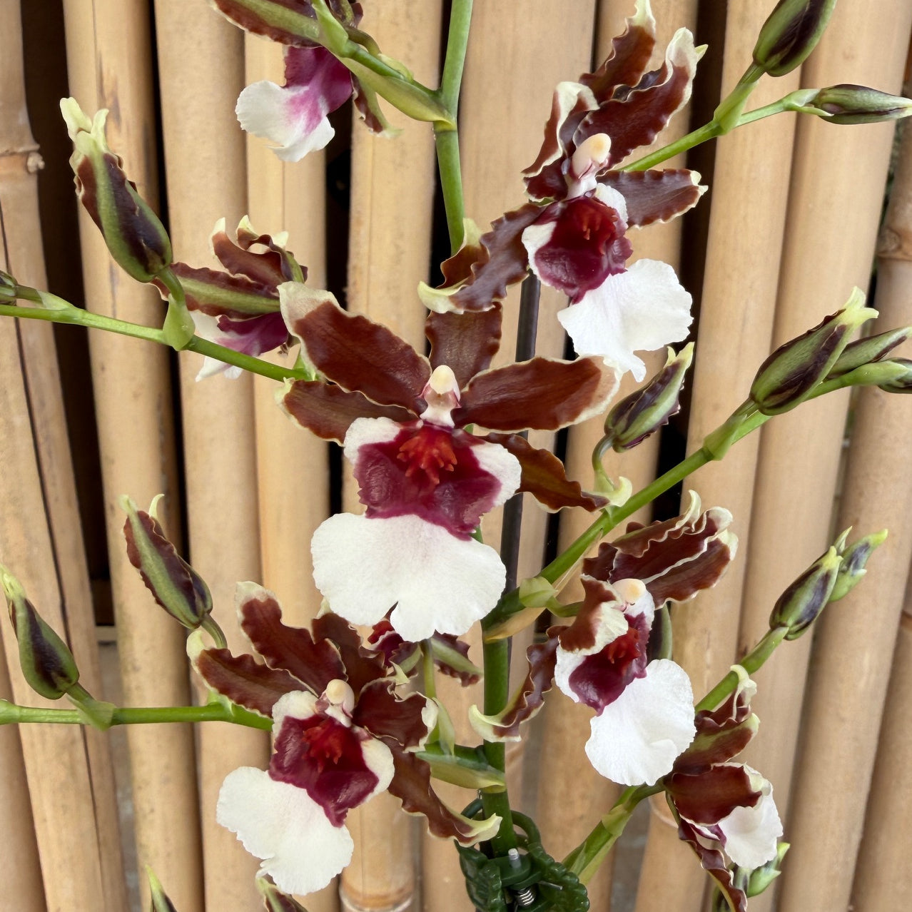 Onc. Pacific Pagan 'Kilauea' (4" Pot) - Buds