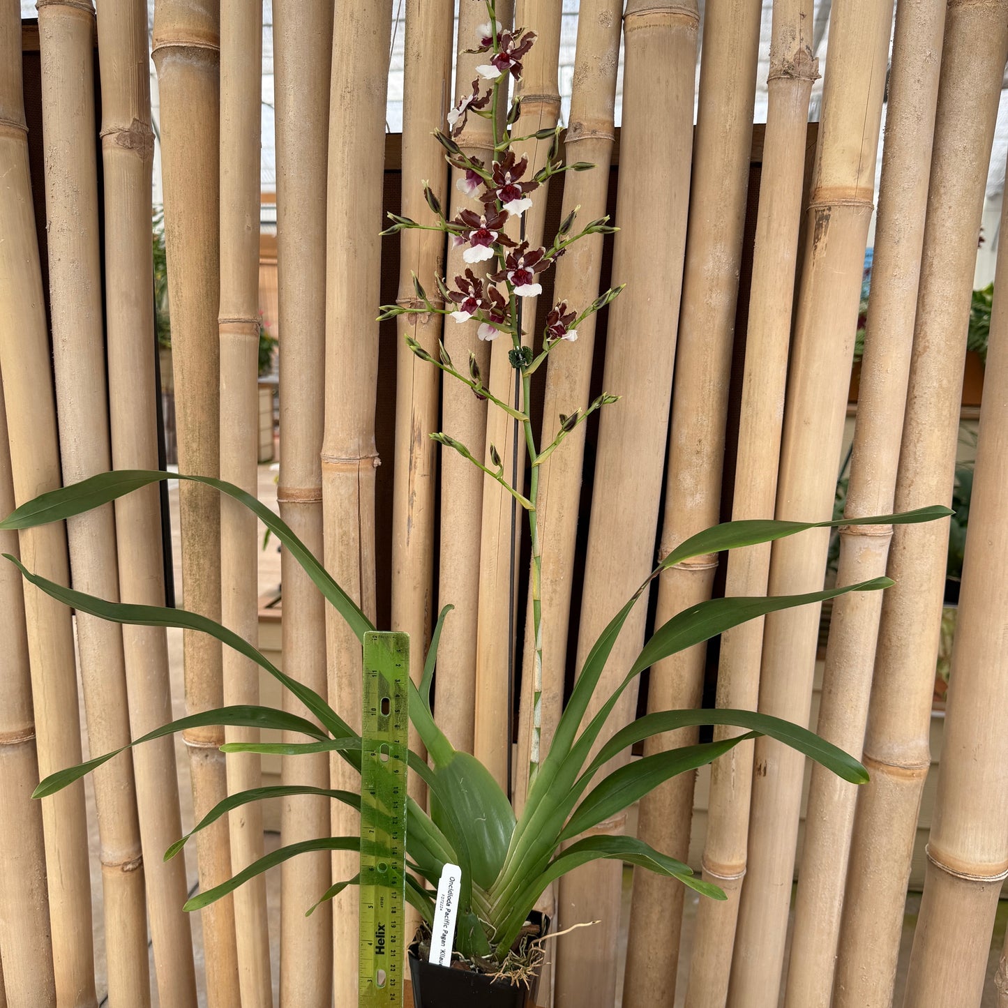 Onc. Pacific Pagan 'Kilauea' (4" Pot) - Buds