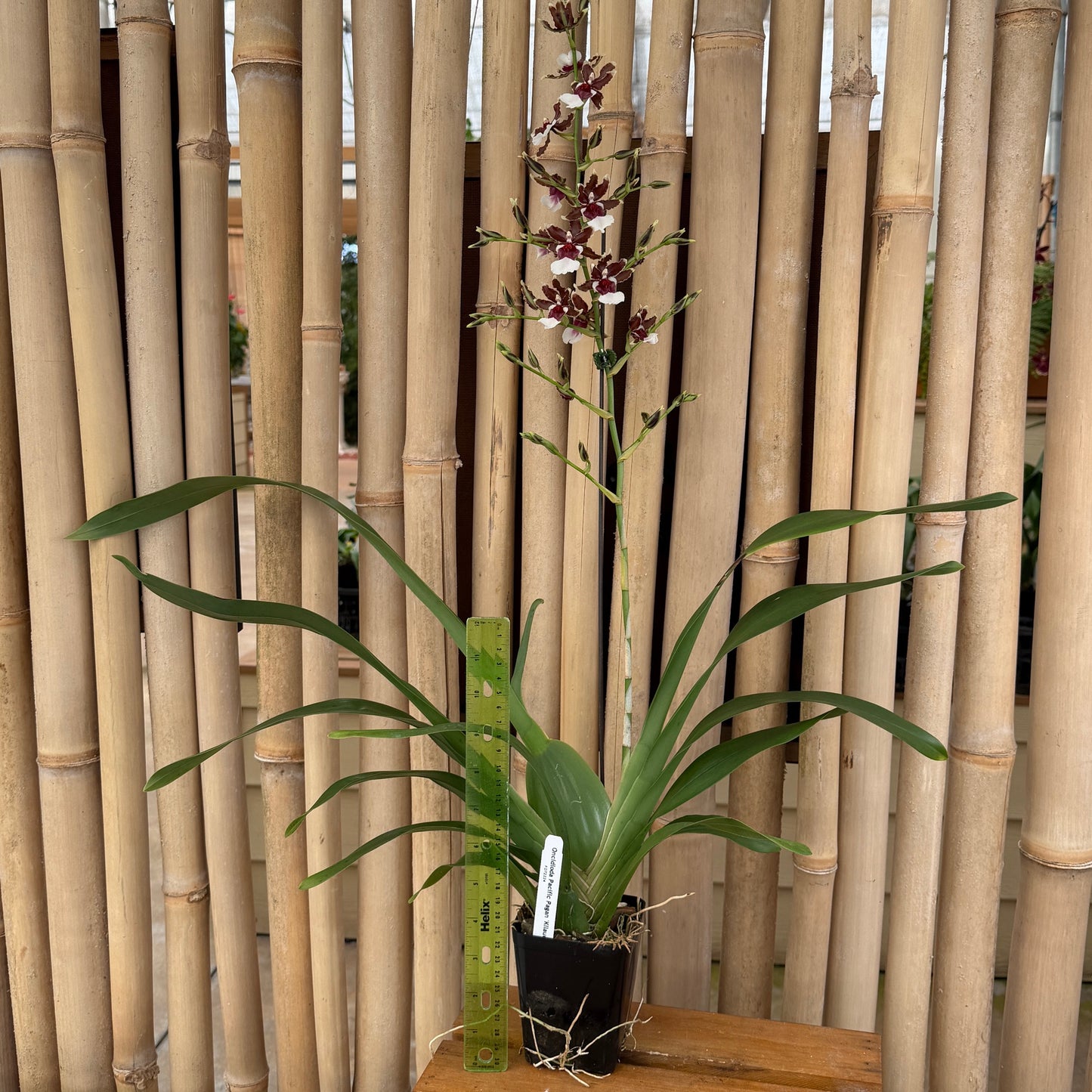 Onc. Pacific Pagan 'Kilauea' (4" Pot) - Buds