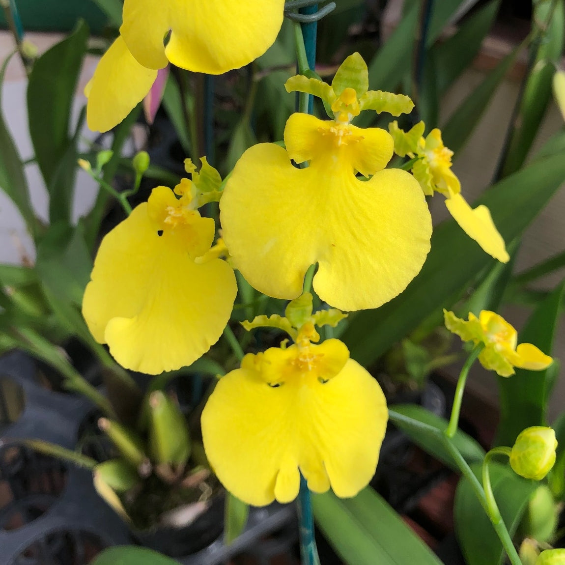 Onc. Sweet Sugar 'Lemon Drop' (4" Pot) - Buds