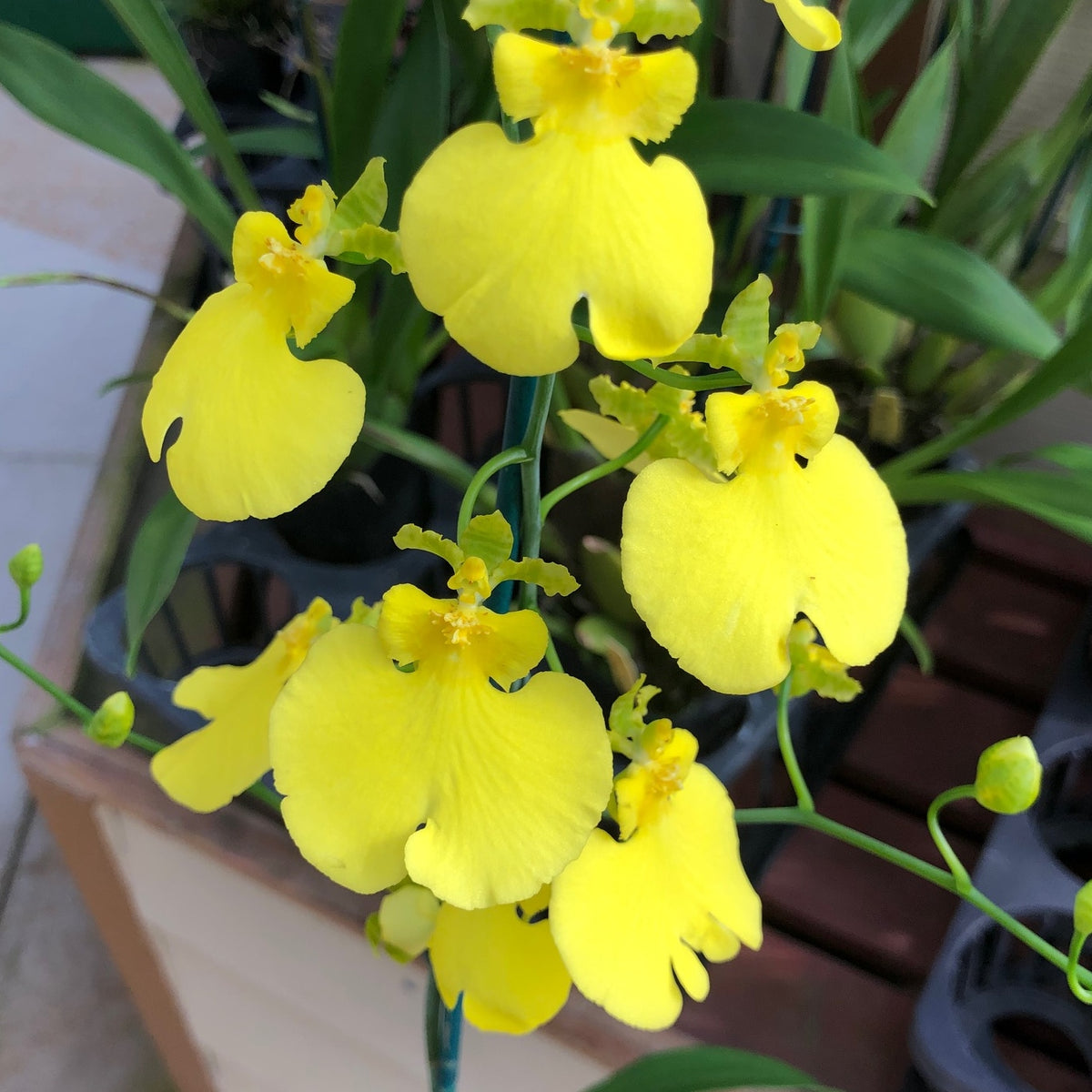 Onc. Sweet Sugar 'Lemon Drop' (4" Pot) - Buds