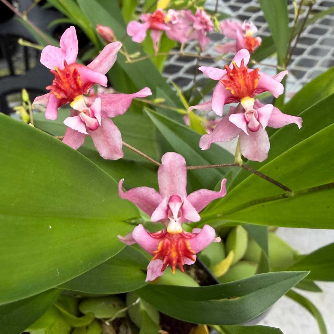Oncidium Twinkle 'Pink Fantasy' - Buds