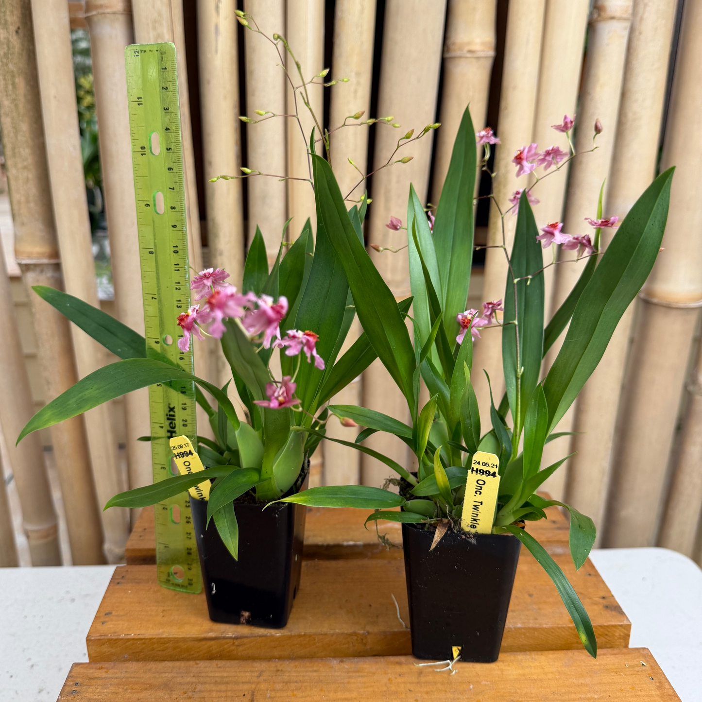Oncidium Twinkle 'Pink Fantasy' - Buds