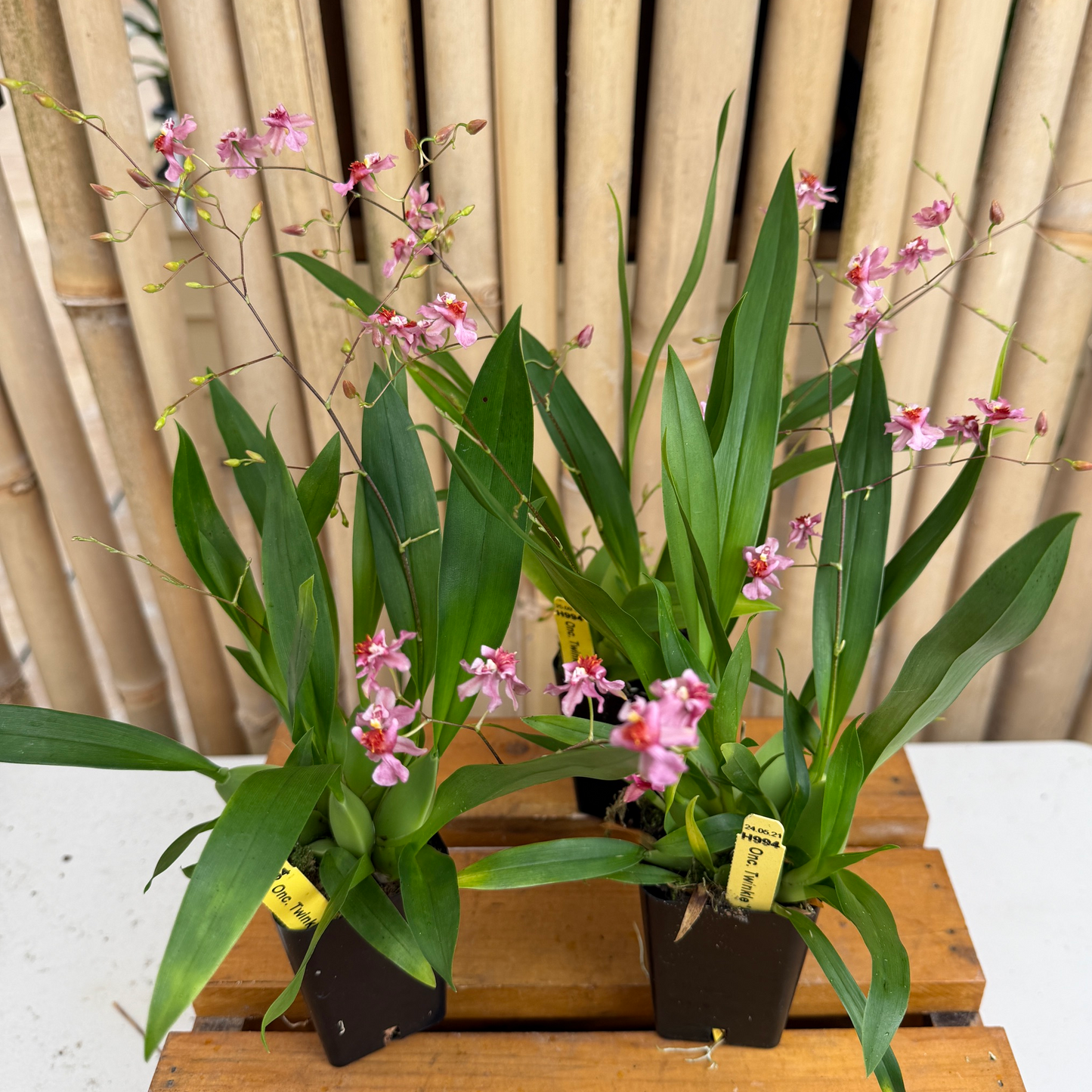 Oncidium Twinkle 'Pink Fantasy' - Buds