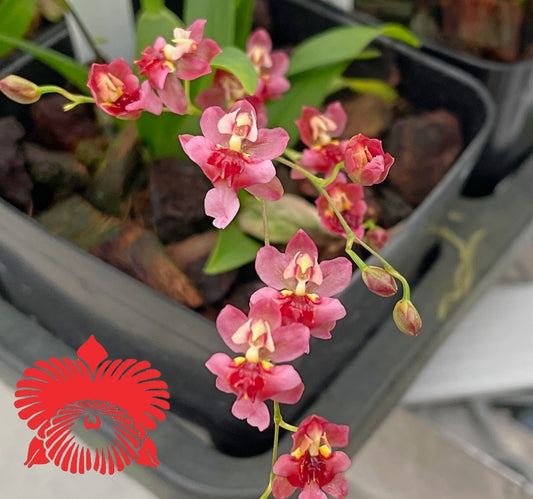 Oncidium Twinkle 'Pink Fantasy' (3" Pot) - First Bloom