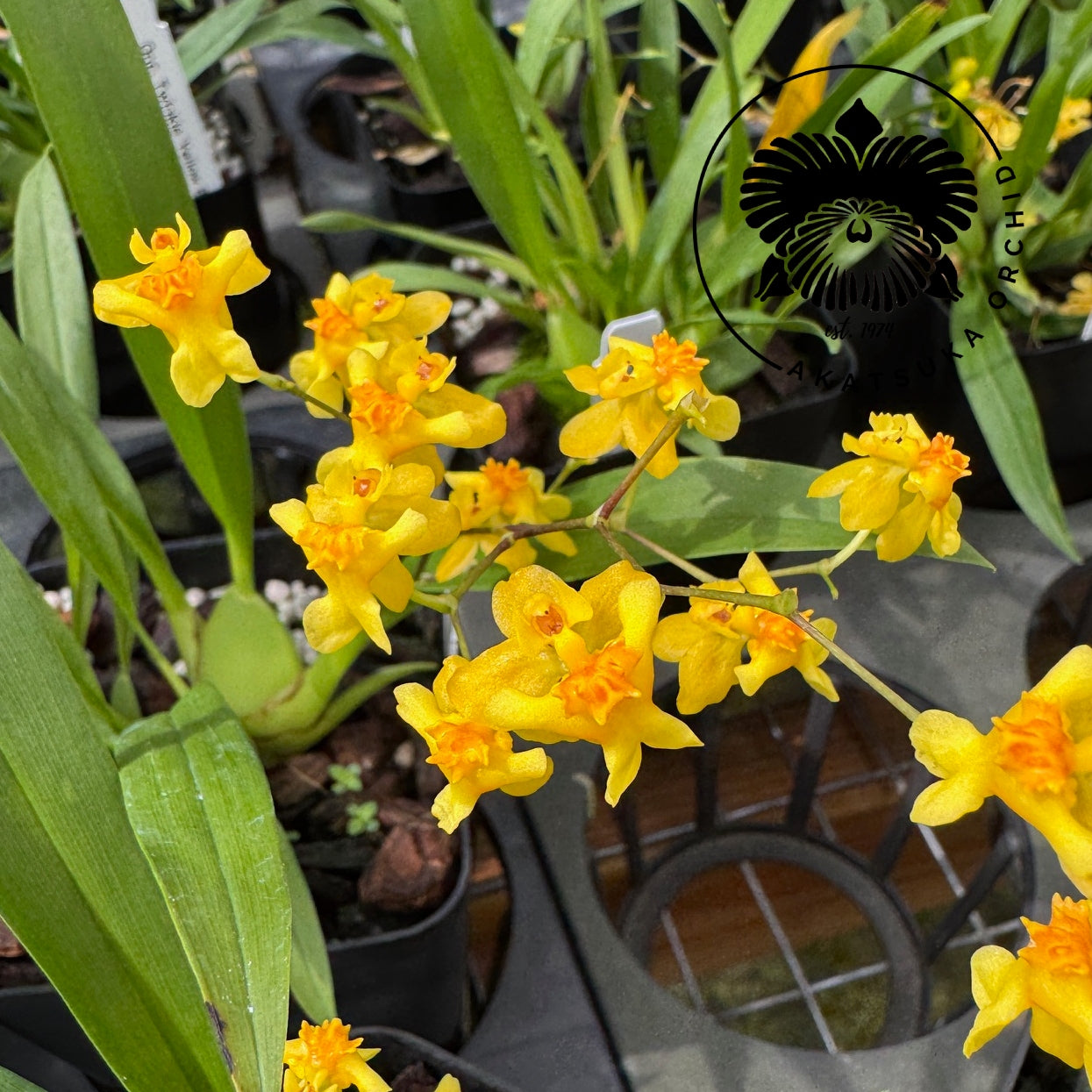 Onc. Twinkle 'Yellow Bird' (4" Pot) -Multi-spiking