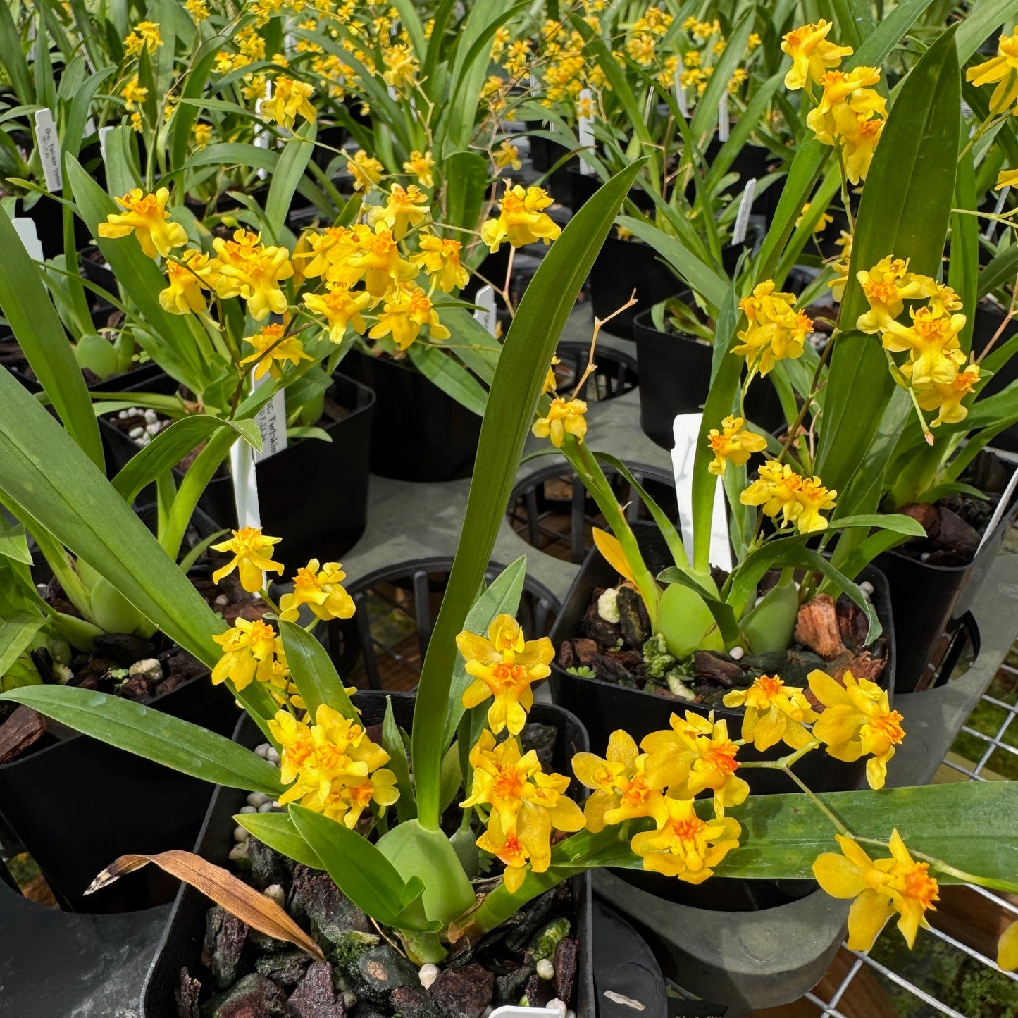 Onc. Twinkle 'Yellow Bird' (4" Pot) -Multi-spiking