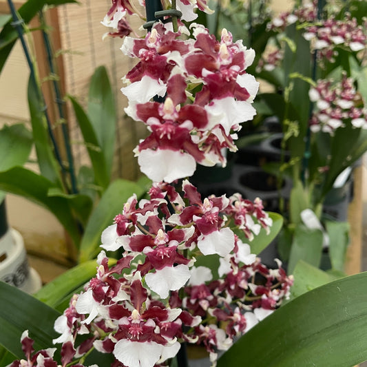 Onc. Heaven Scent 'Redolence' (Chocolate Orchid) - First Bloom
