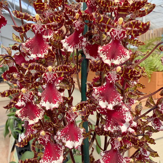 Ons. Everglades Elegance 'Nancy Lee' (4"Pot) - Buds