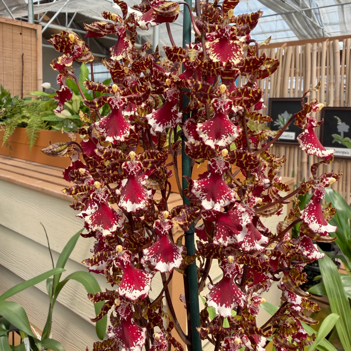 Ons. Everglades Elegance 'Nancy Lee' (4"Pot) - Buds