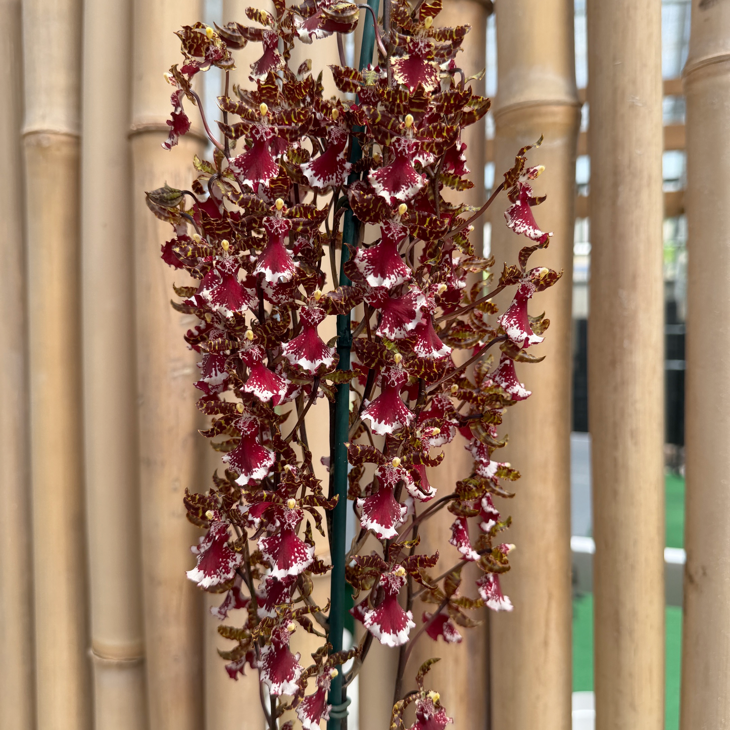 Ons. Everglades Elegance 'Nancy Lee' (4" Pot) -  Not Blooming