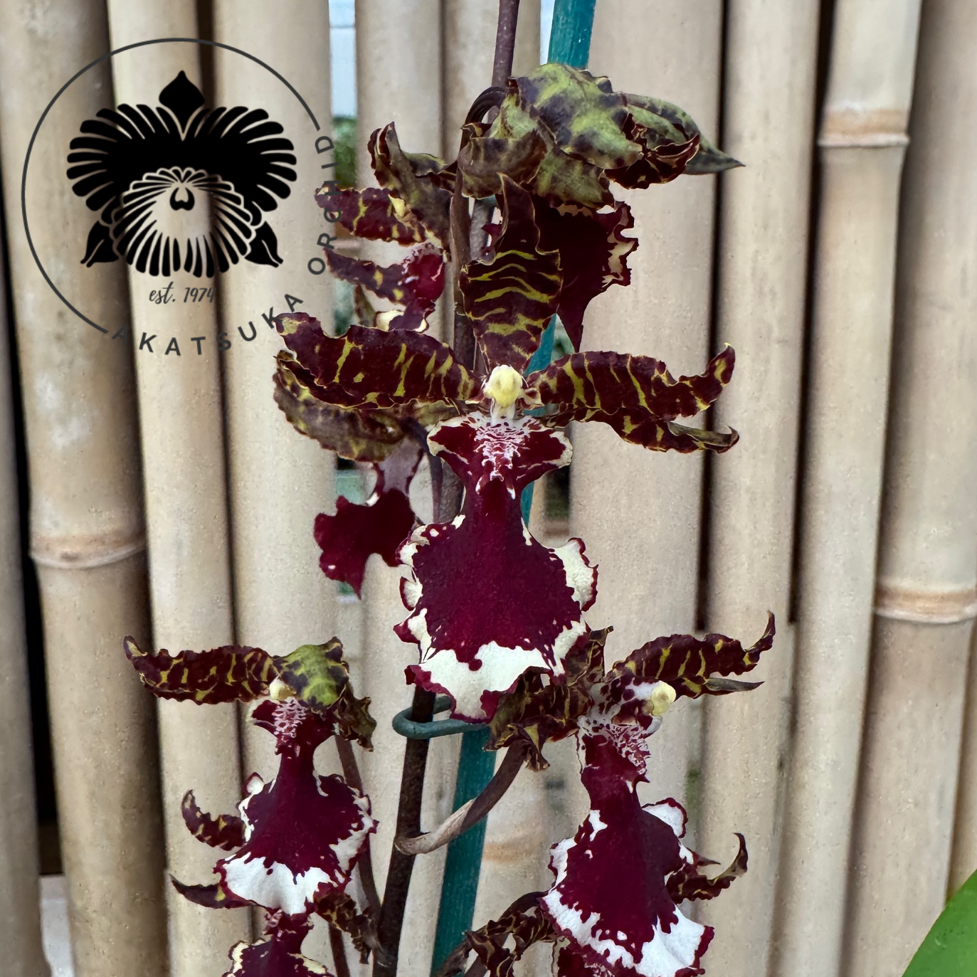 Ons. Everglades Elegance 'Nancy Lee' (4"Pot)