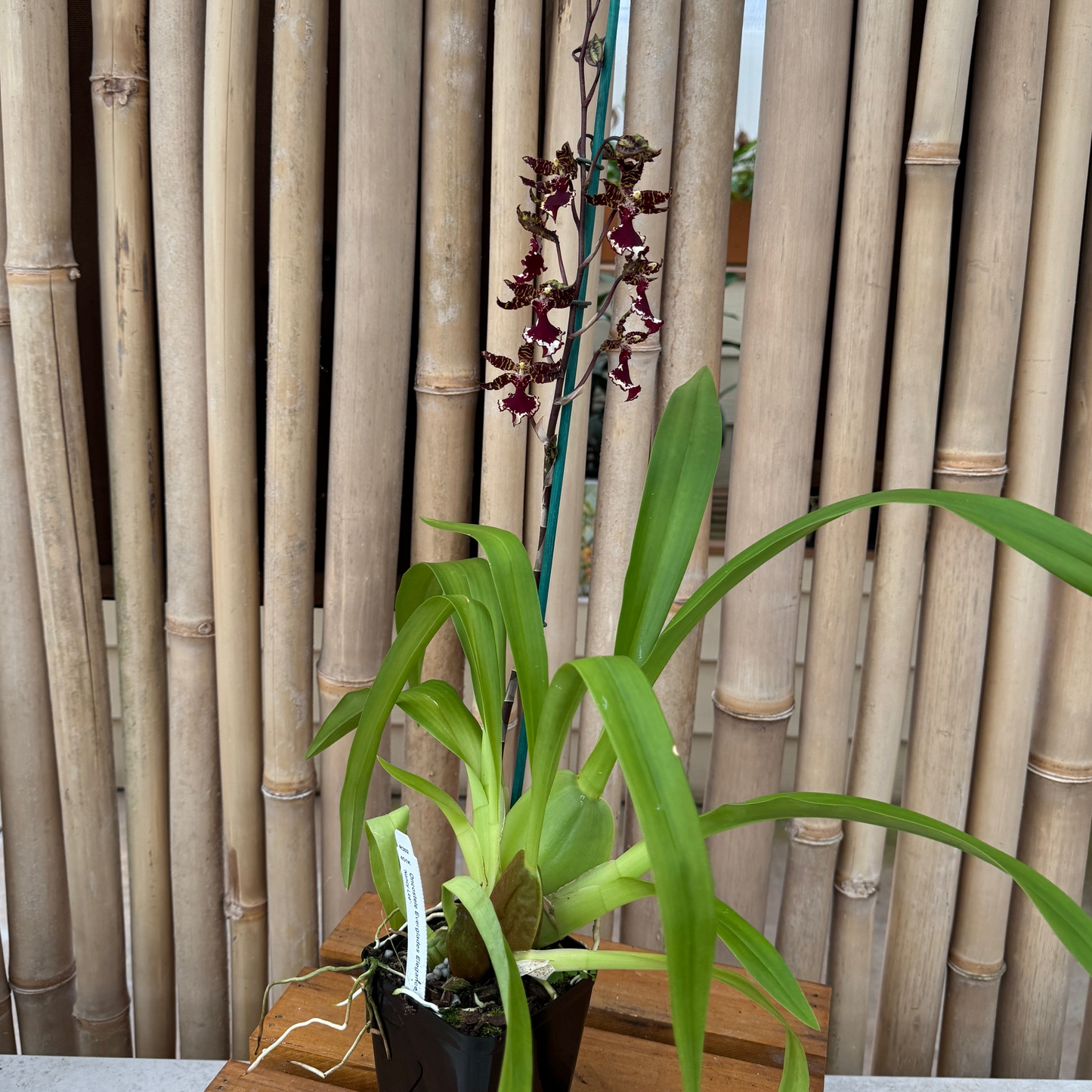 Ons. Everglades Elegance 'Nancy Lee' (4"Pot)