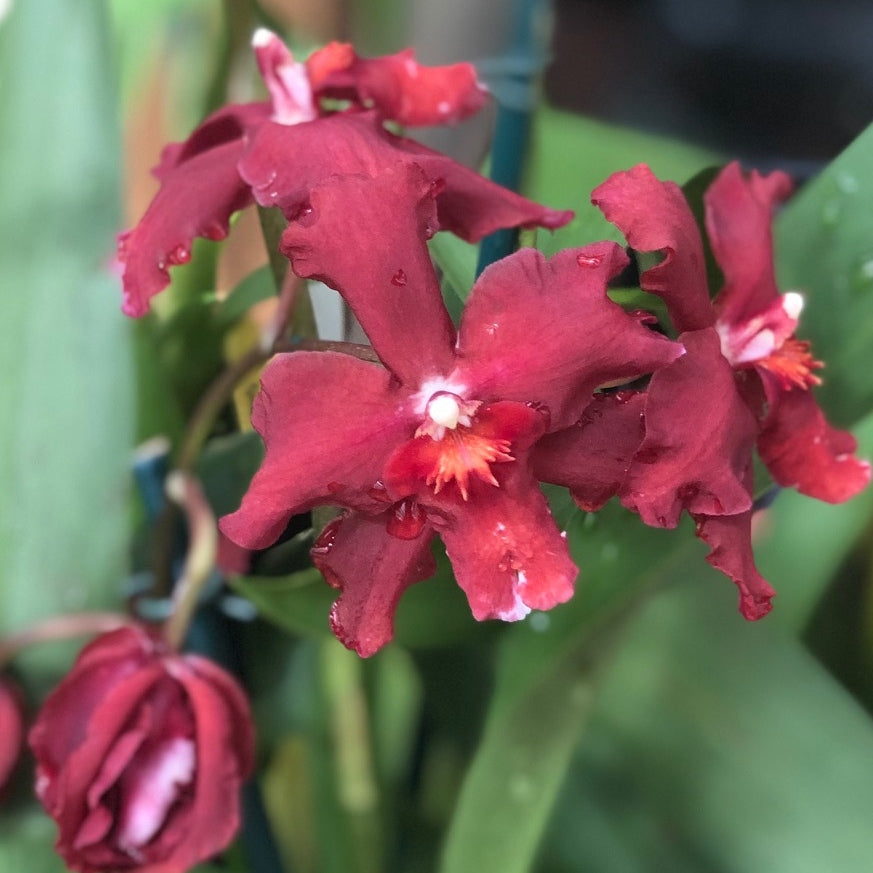 Ons. Red Silk 'HOF' (4" Pot) - Not Blooming
