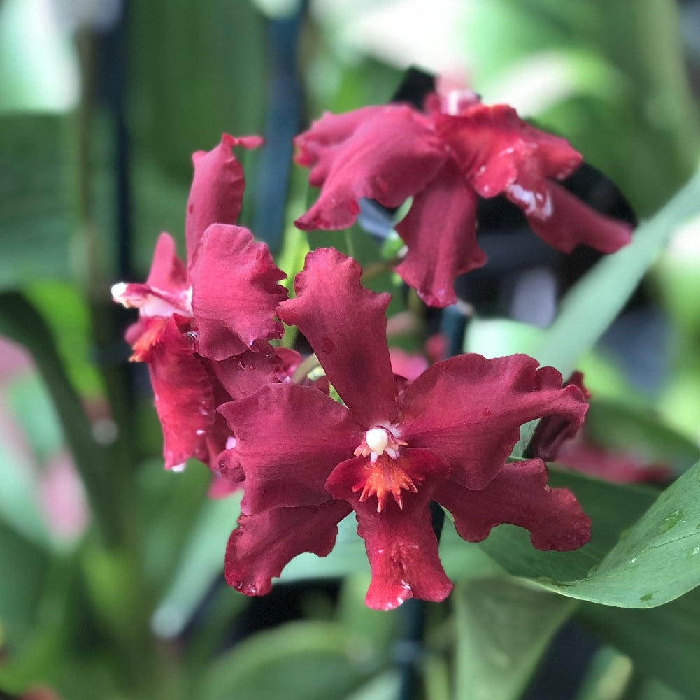 Ons. Red Silk 'HOF' (4" Pot) - Not Blooming