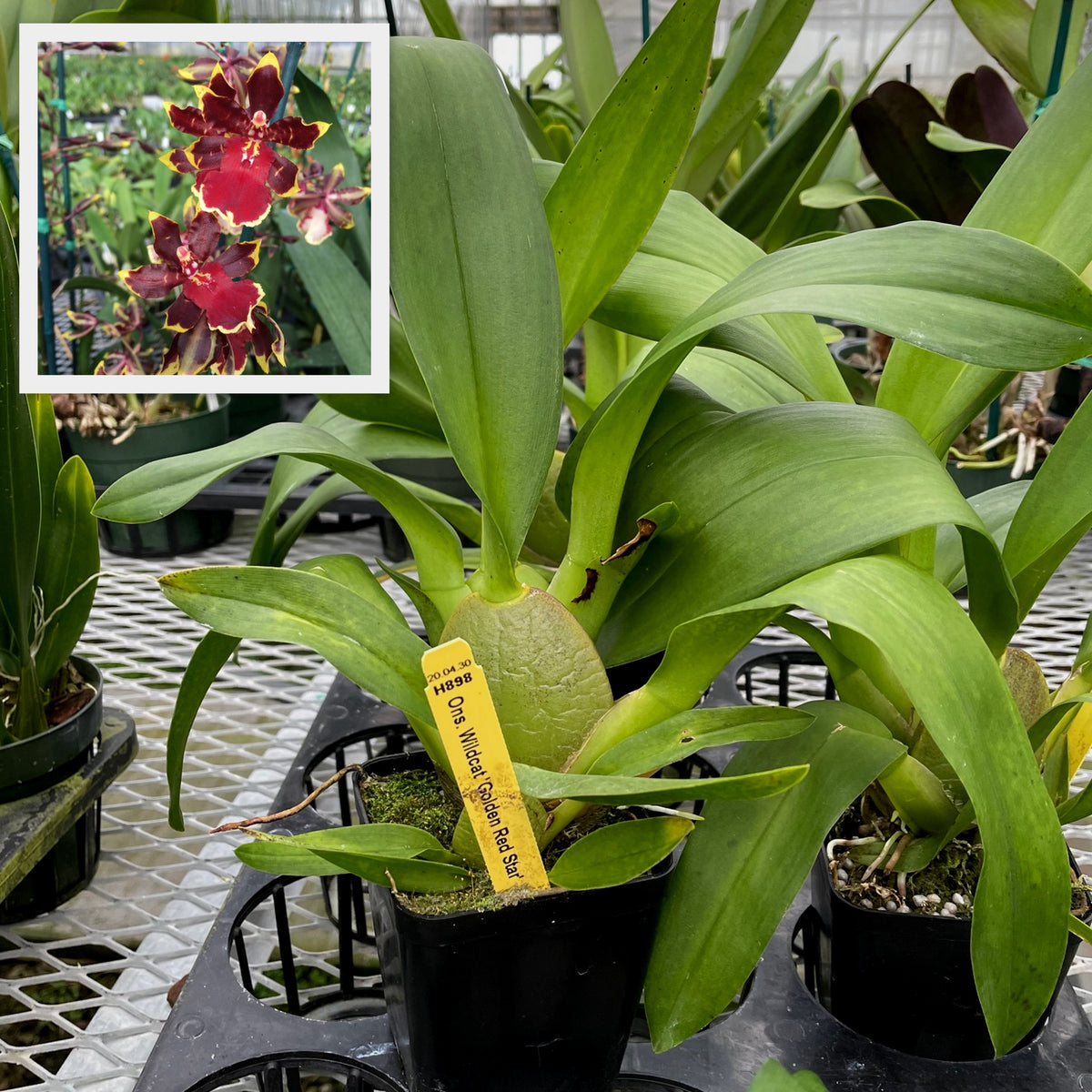Odcdm. Wildcat 'Golden Red Star' (4" Pot) - Not Blooming